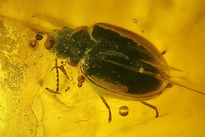 Detailed Fossil Beetle (Coleoptera) in Baltic Amber #200044